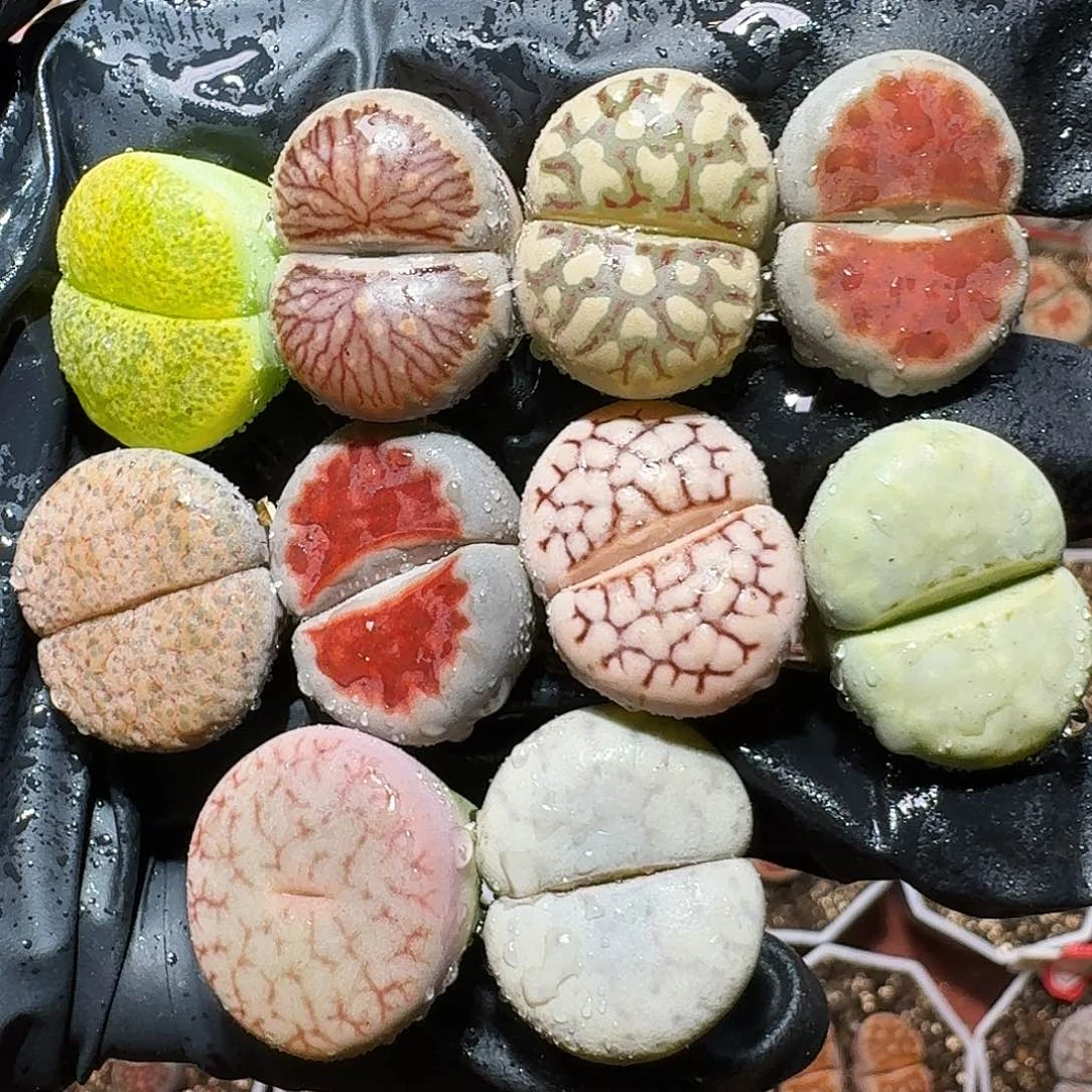 生石花等植物11111111。  136