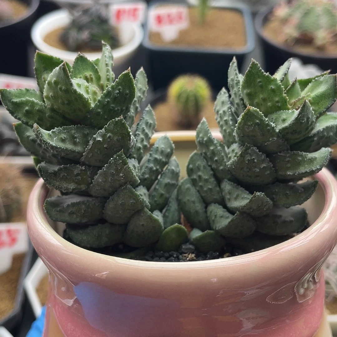 实生大尤双头炎之塔松塔