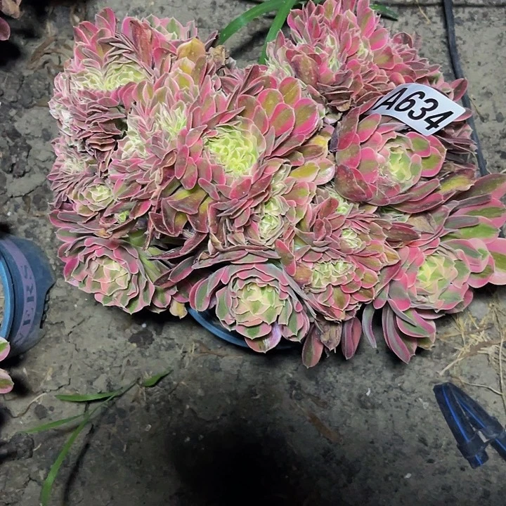 无花朵女巫法师28//-37包邮