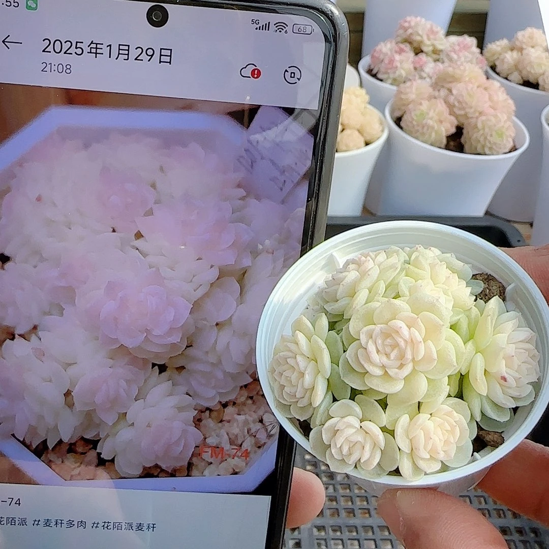 0104-71（fm-74）优选