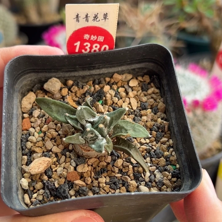 实生老牡丹一棵仙人球