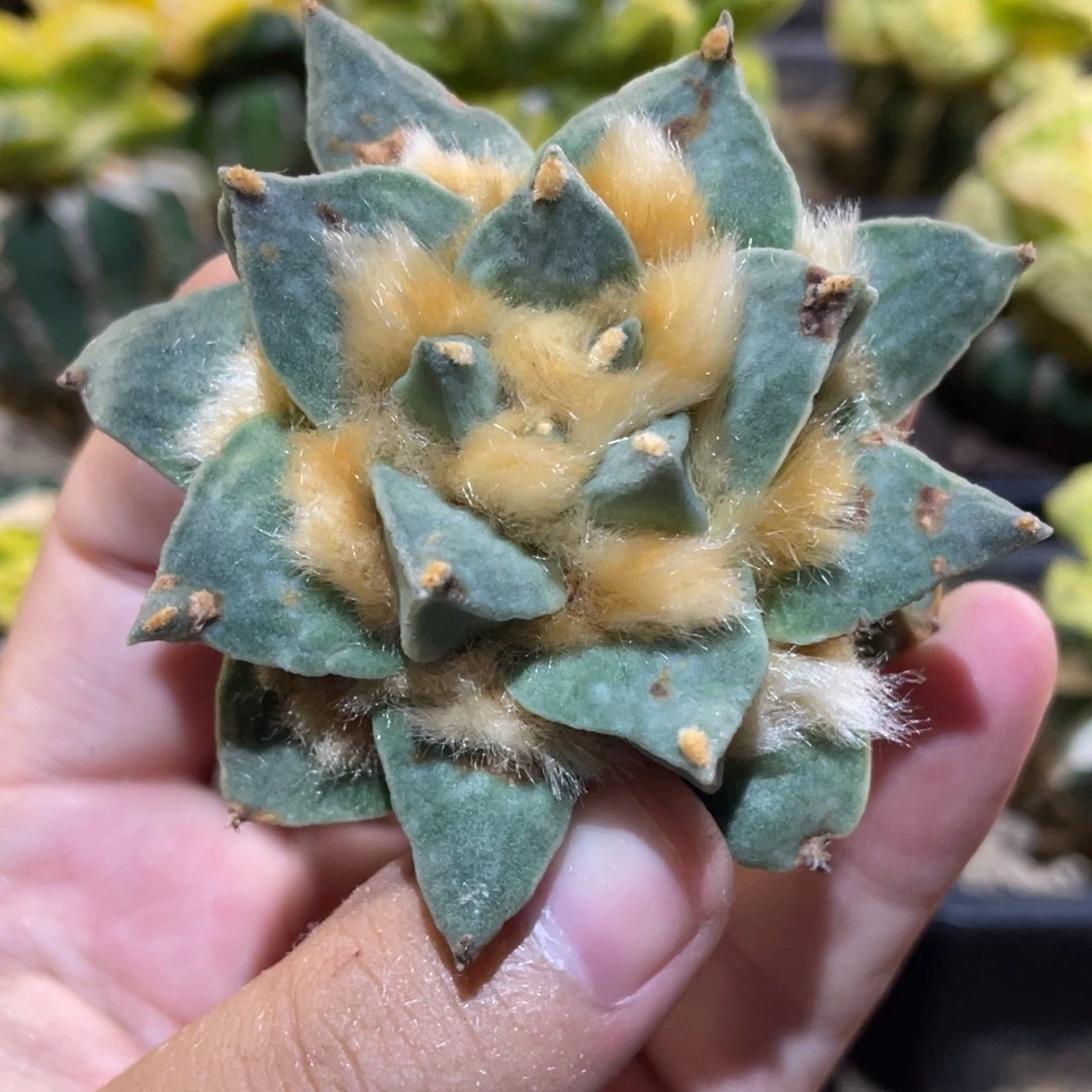 全部花朵落地无根 金毛青瓷龙角牡丹