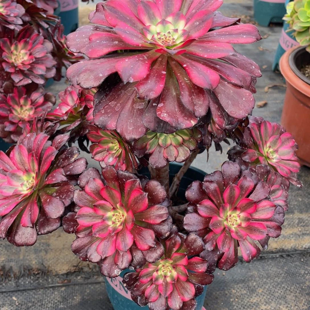 949美姬精品法师老桩