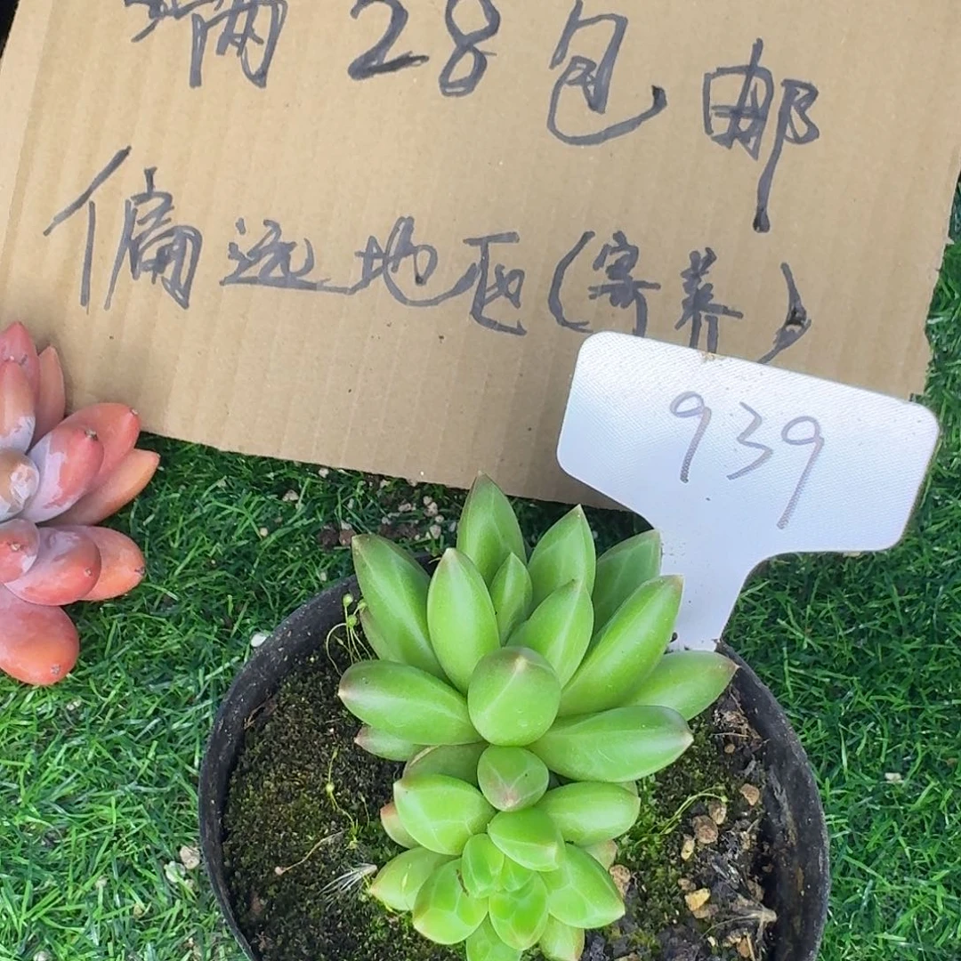 云南多肉小栈939领航员