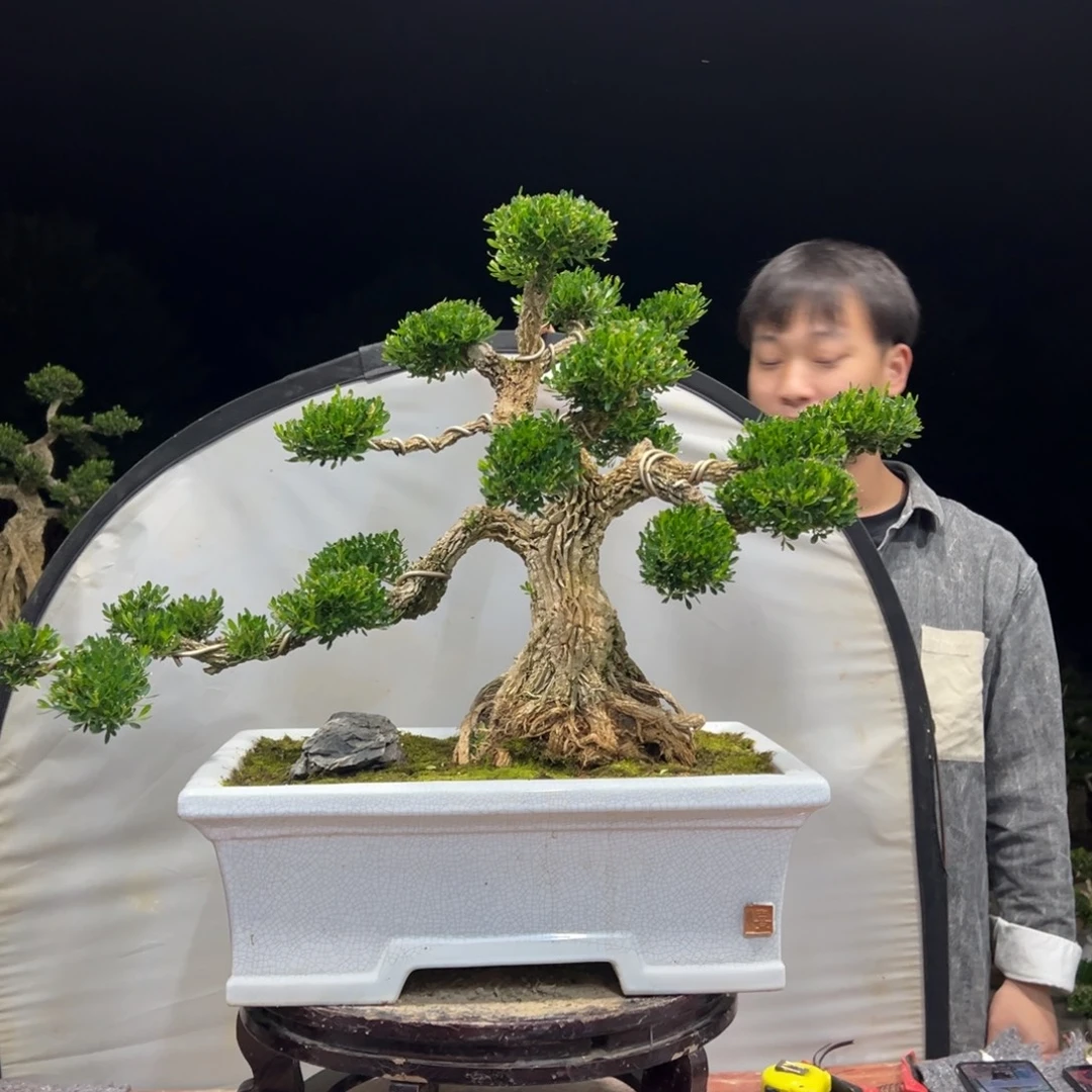 无花朵广东皱皮雀舌黄杨