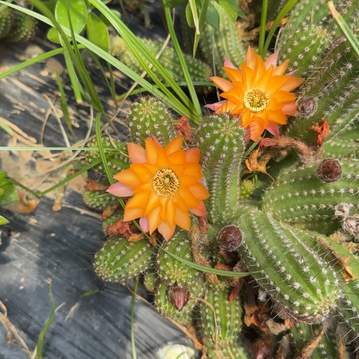 白檀仙人掌422侧芽一个