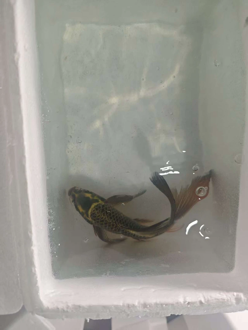 401-500渔场直销红白三色黑黄白锦鲤