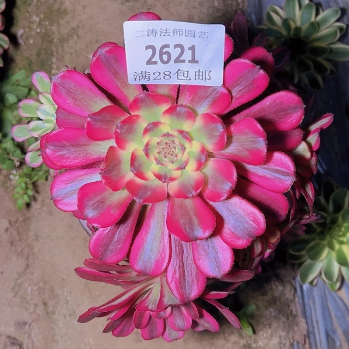 2621舞天姬多肉植物老桩