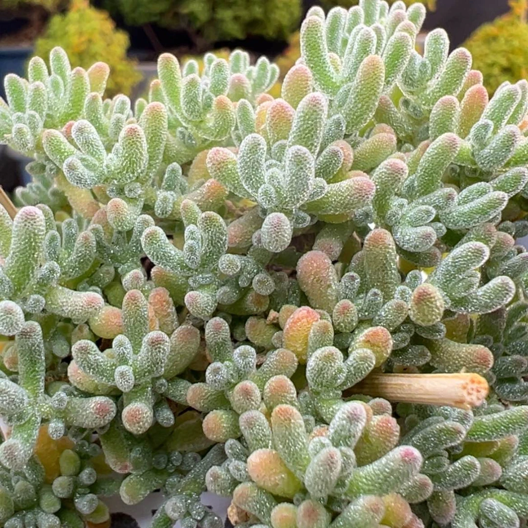 【闪购商品】dy6769冰晶冠幅6.5cm