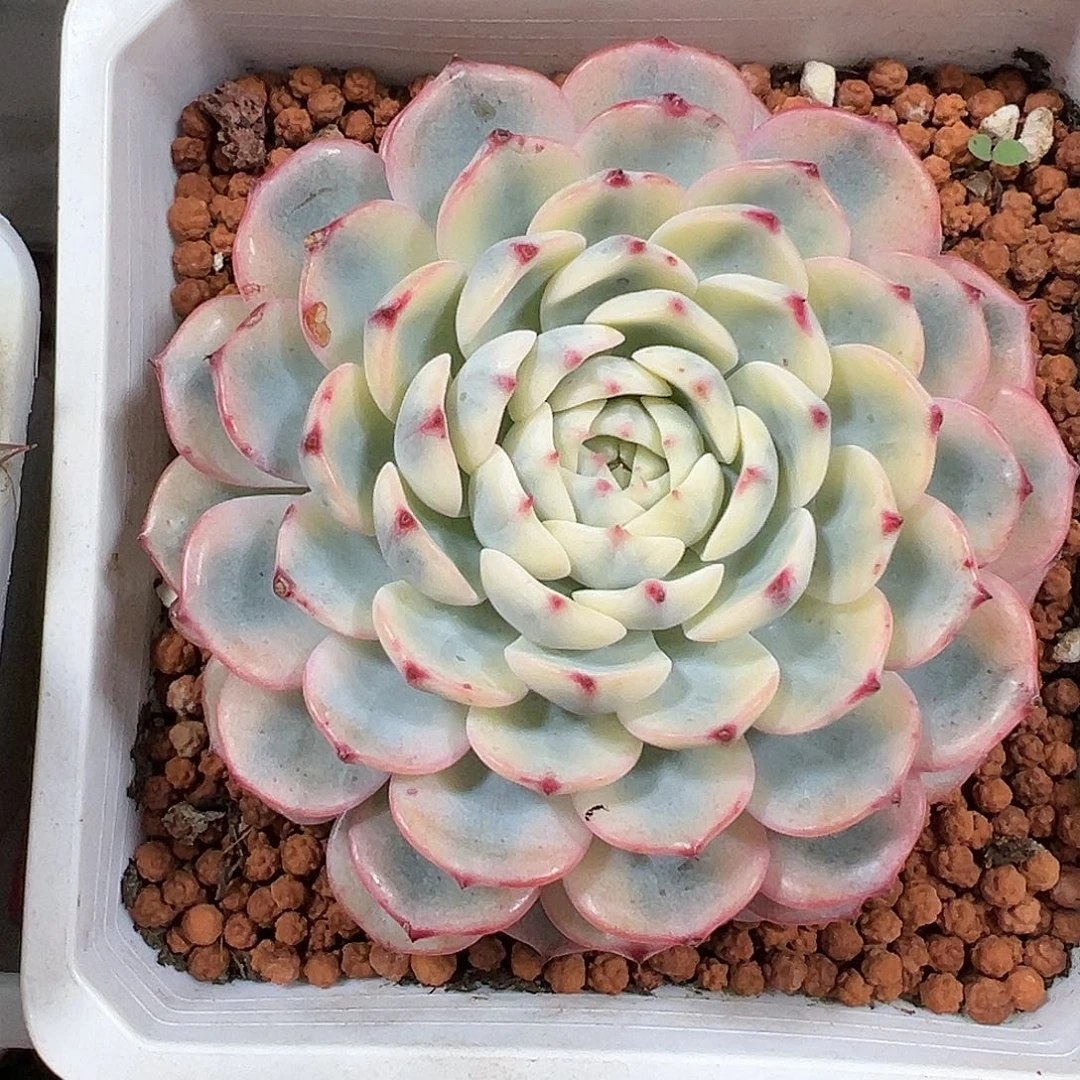 满38包邮姬莲锦多肉