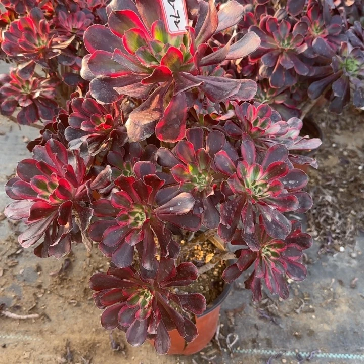 2-72丽娜多肉不包售后