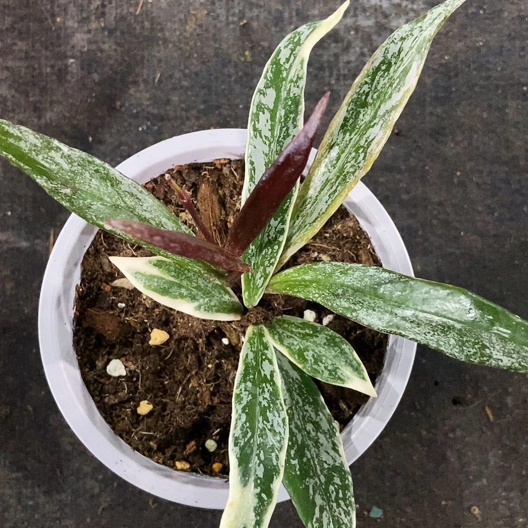 完全开放高斑红巴顿外锦240