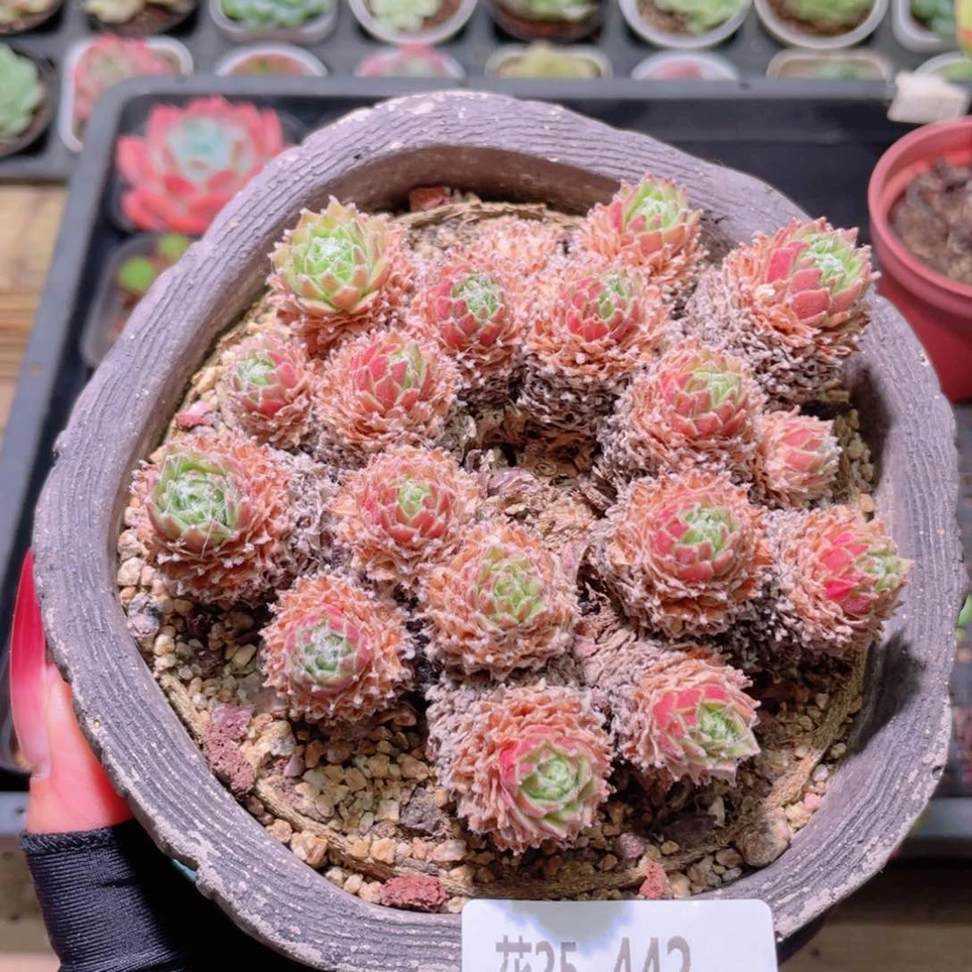 花利美25-442新品  不含盆