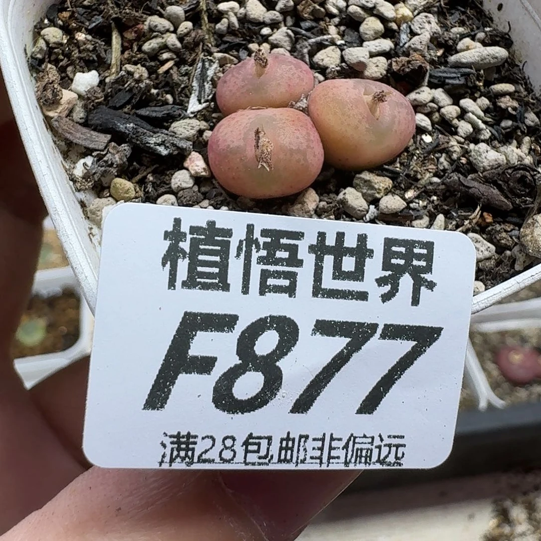 多肉植物的人生fhjm