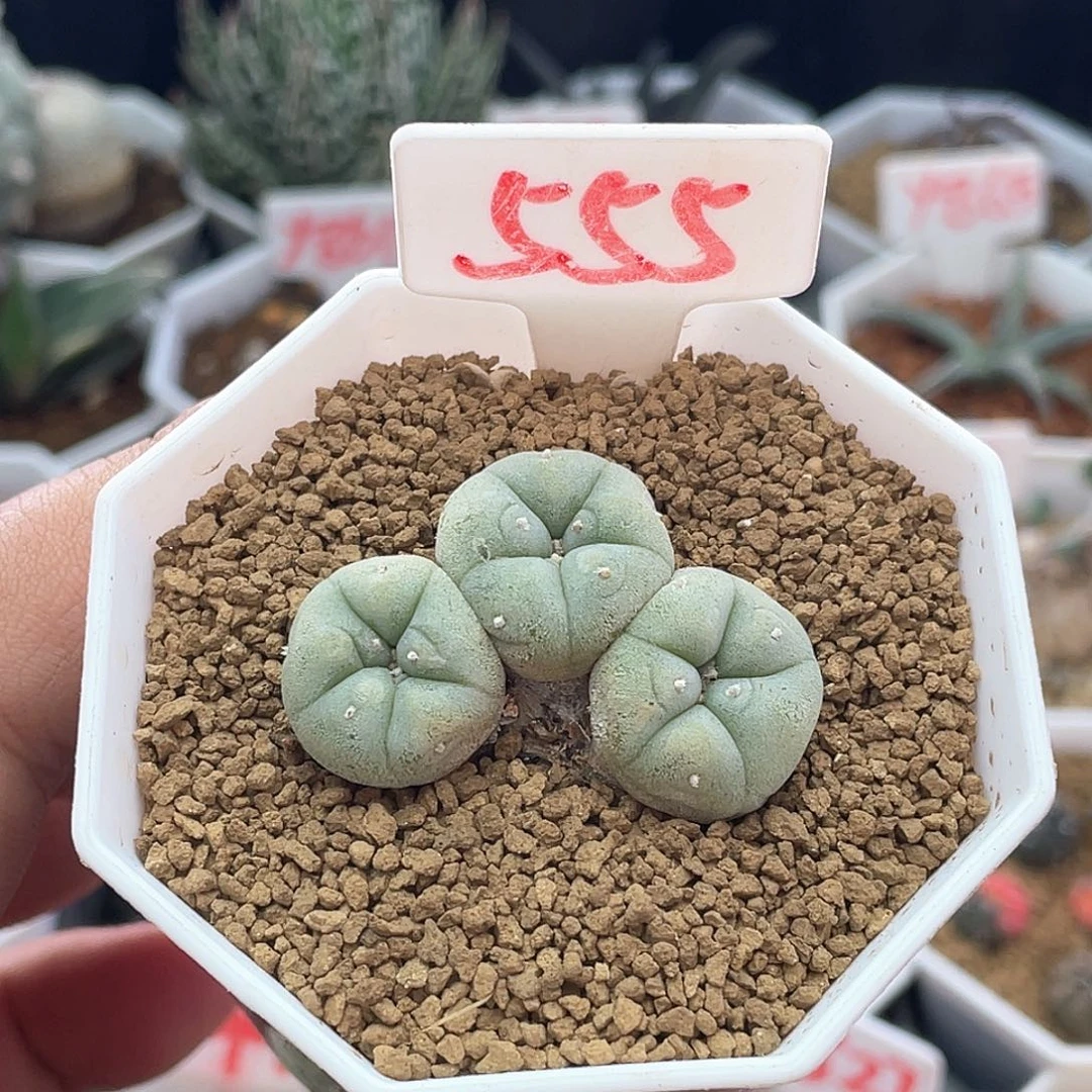 实生三头白肌海鲜仙人球多肉