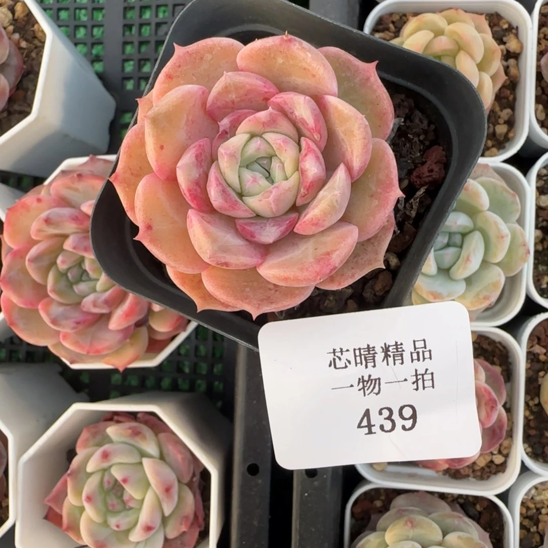 美**丶闪购精品多肉439号