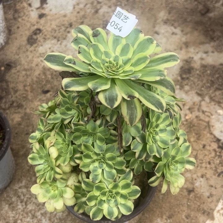 白兰地多肉植物054