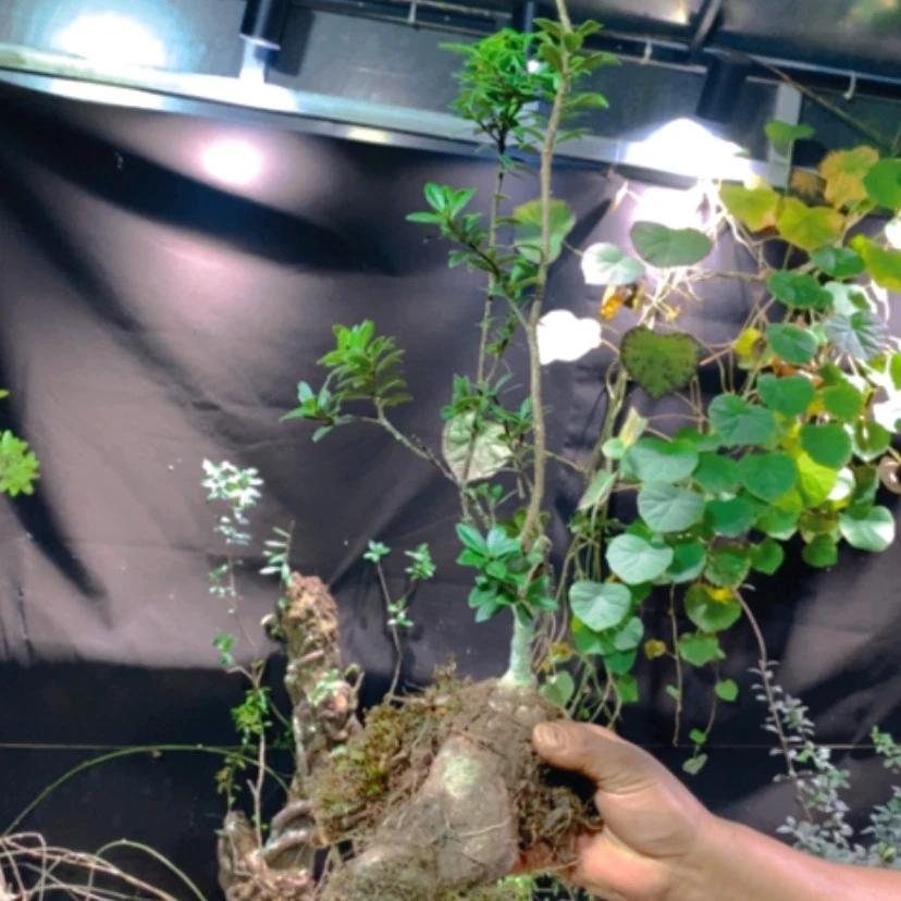 【闪购商品】无花朵