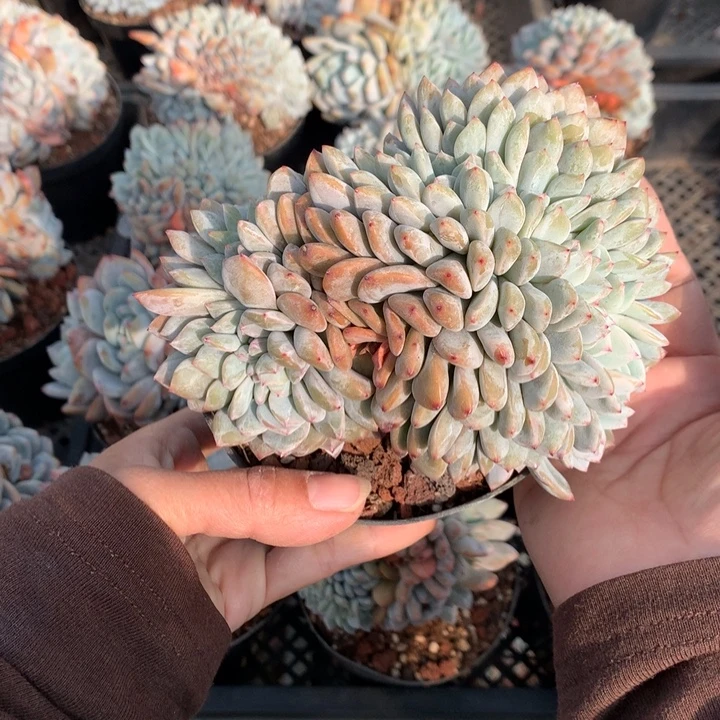 12365缀嗯嗯嗯嗯嗯嗯好喜欢