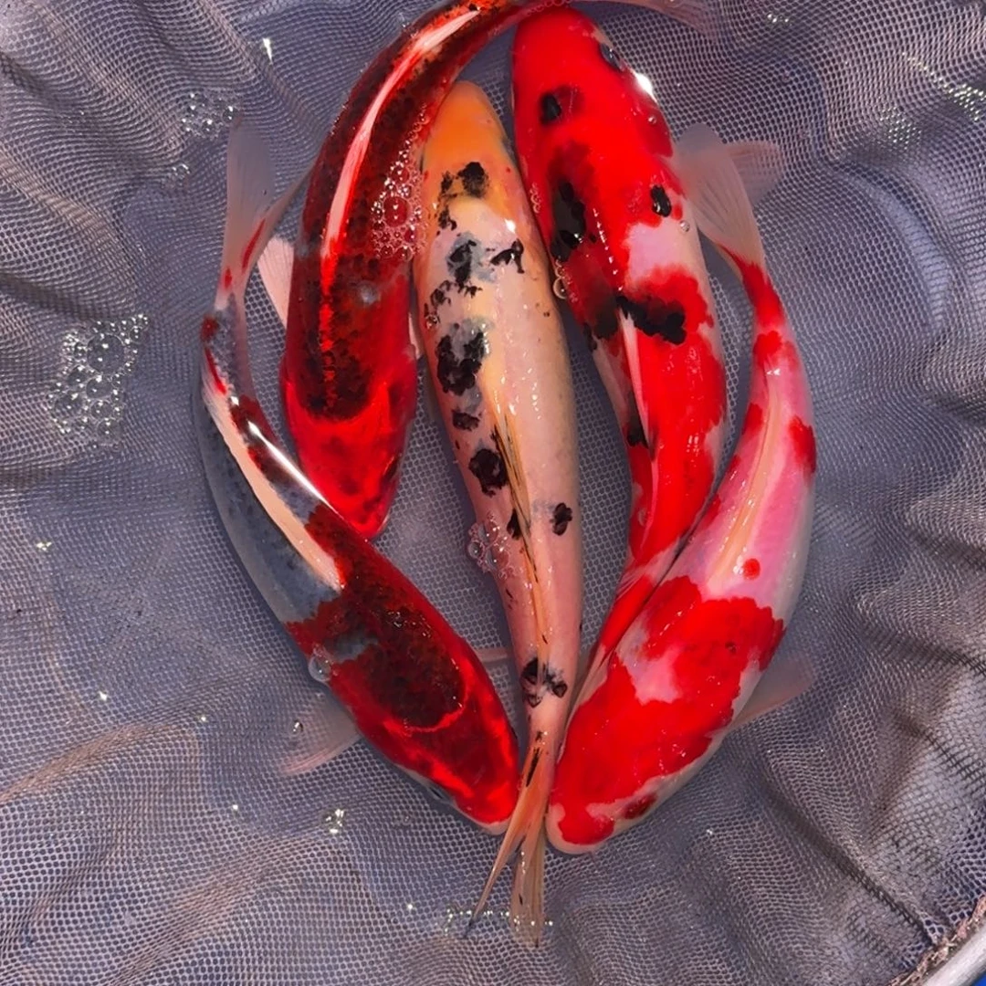 海水鱼精品锦鲤大放漏