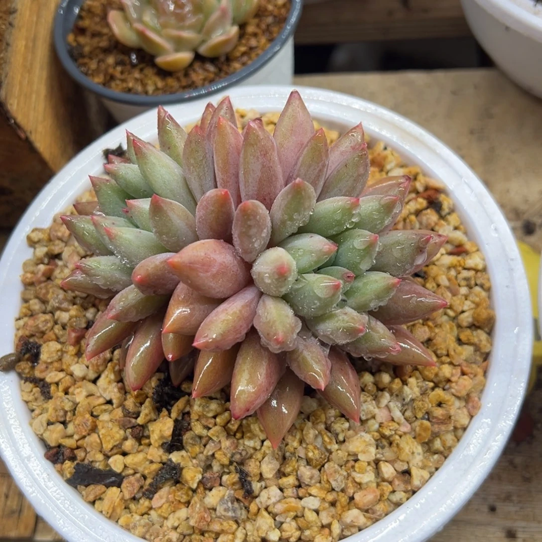 水晶球 双头 夏鸣园艺