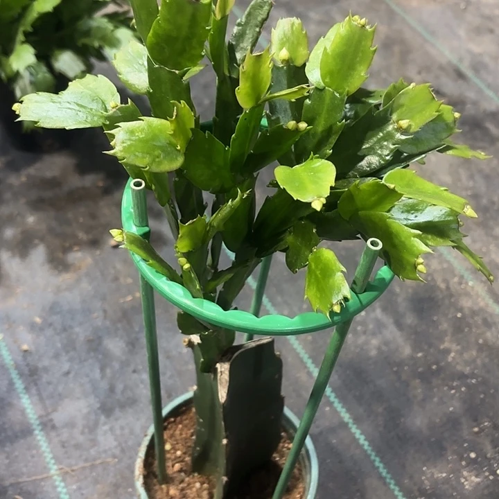 三***王当前无花栽培后可以开花