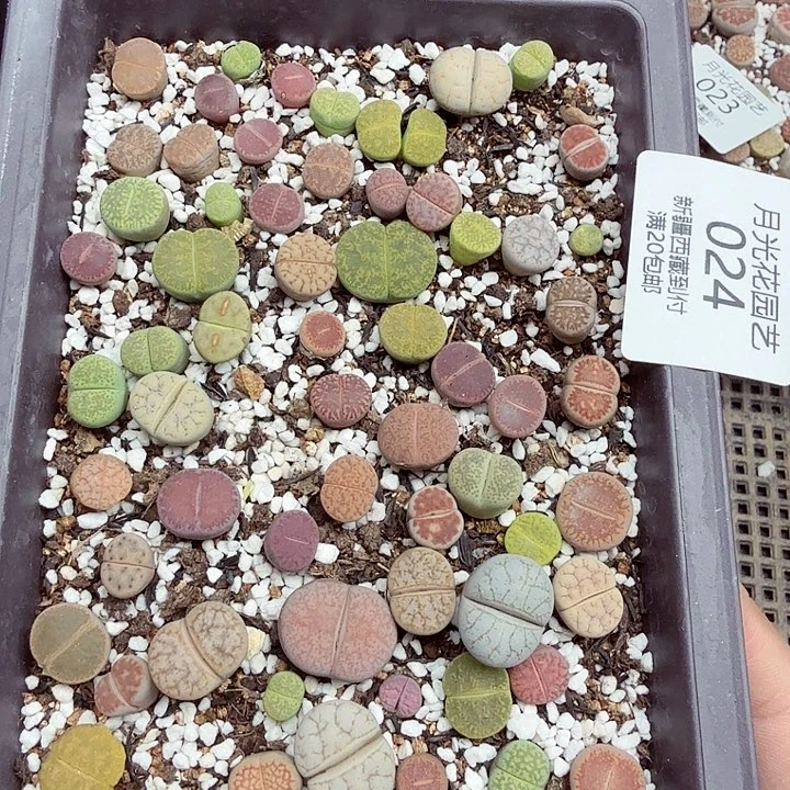 这个点睡起来了好开心024