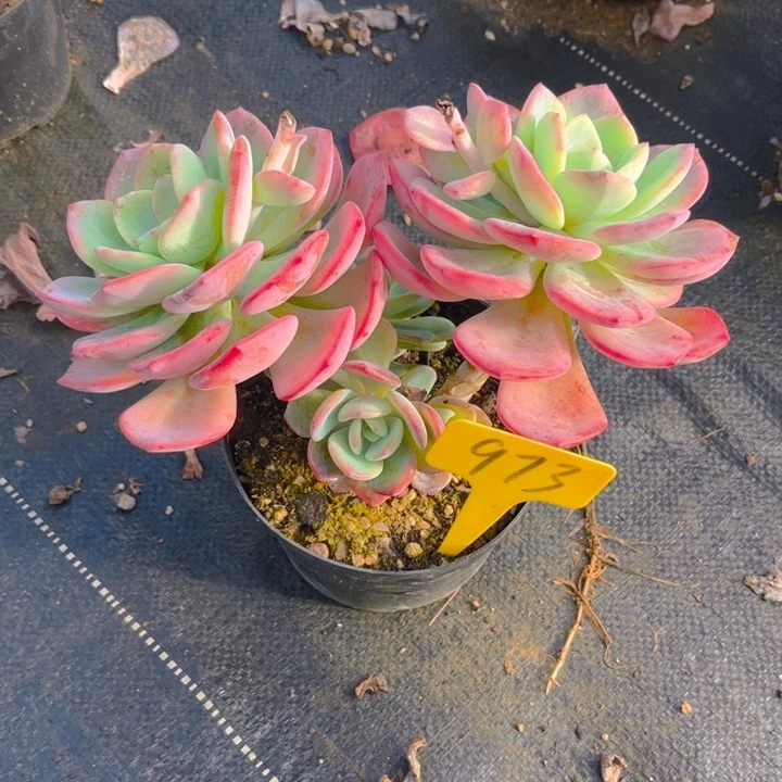 白月光多肉植物9 7 3