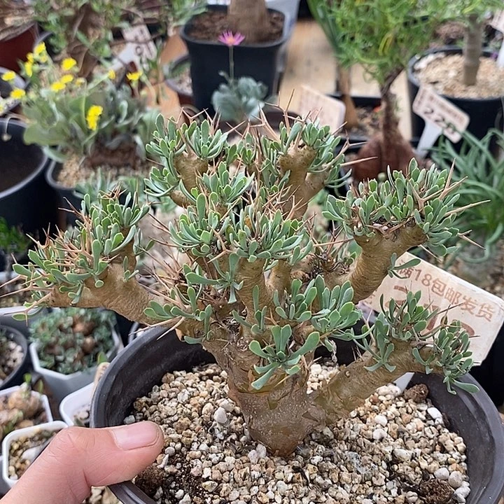 213黑鬼殿厚敦菊一一