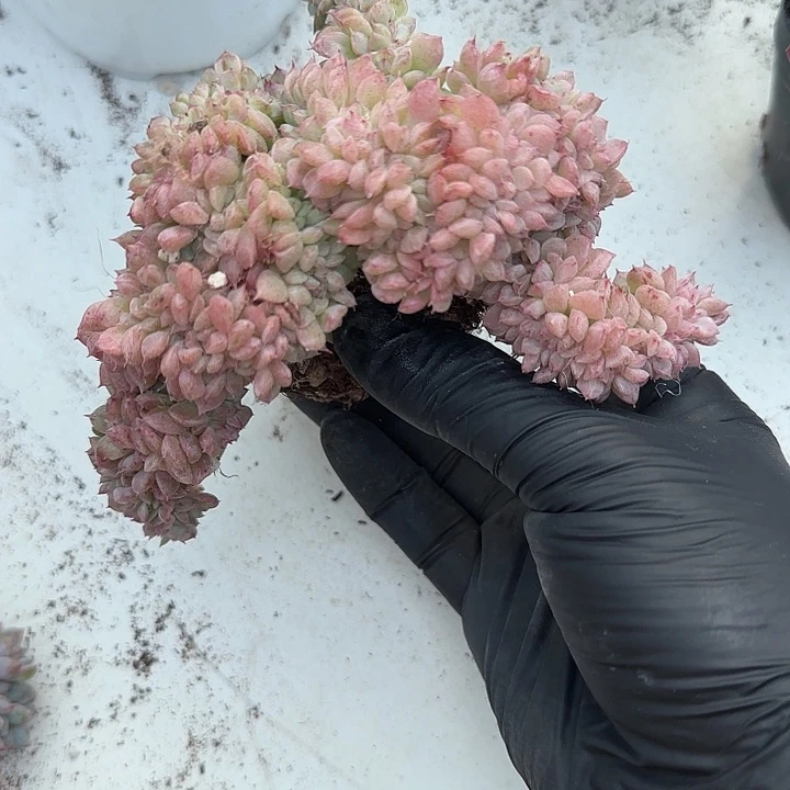 唐***拉青蛙王子儿童牙膏11