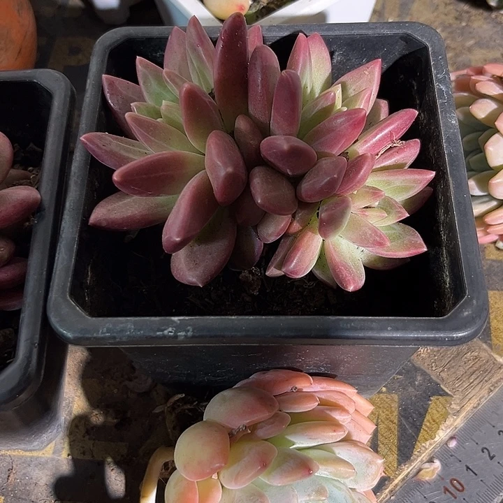 迷雾破泡泡466788788天就99