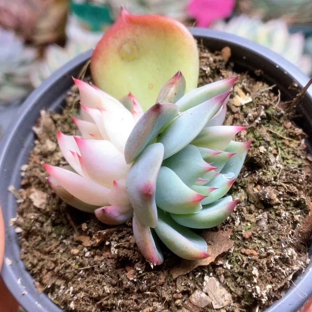 153锦锦锦锦锦锦锦