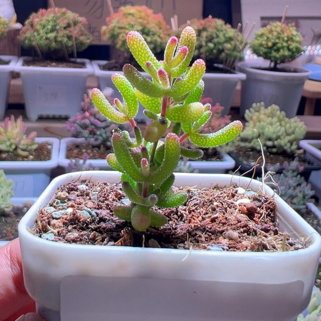 415冰糖一物一拍包开箱