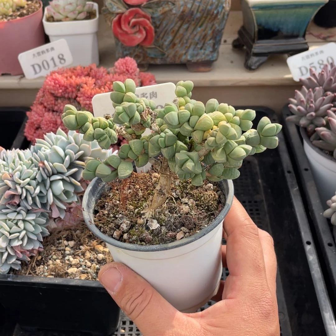 0580鹿角海棠不带盆12厘米啦啦