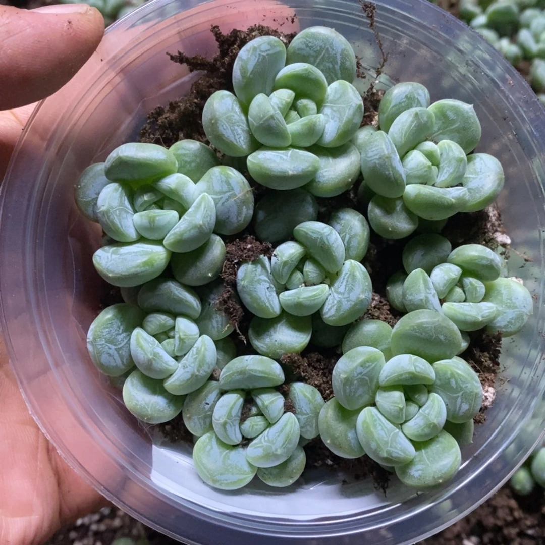 多肉植物精品切糕C035