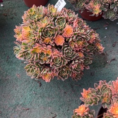 小*391甜茶朵朵duo rou