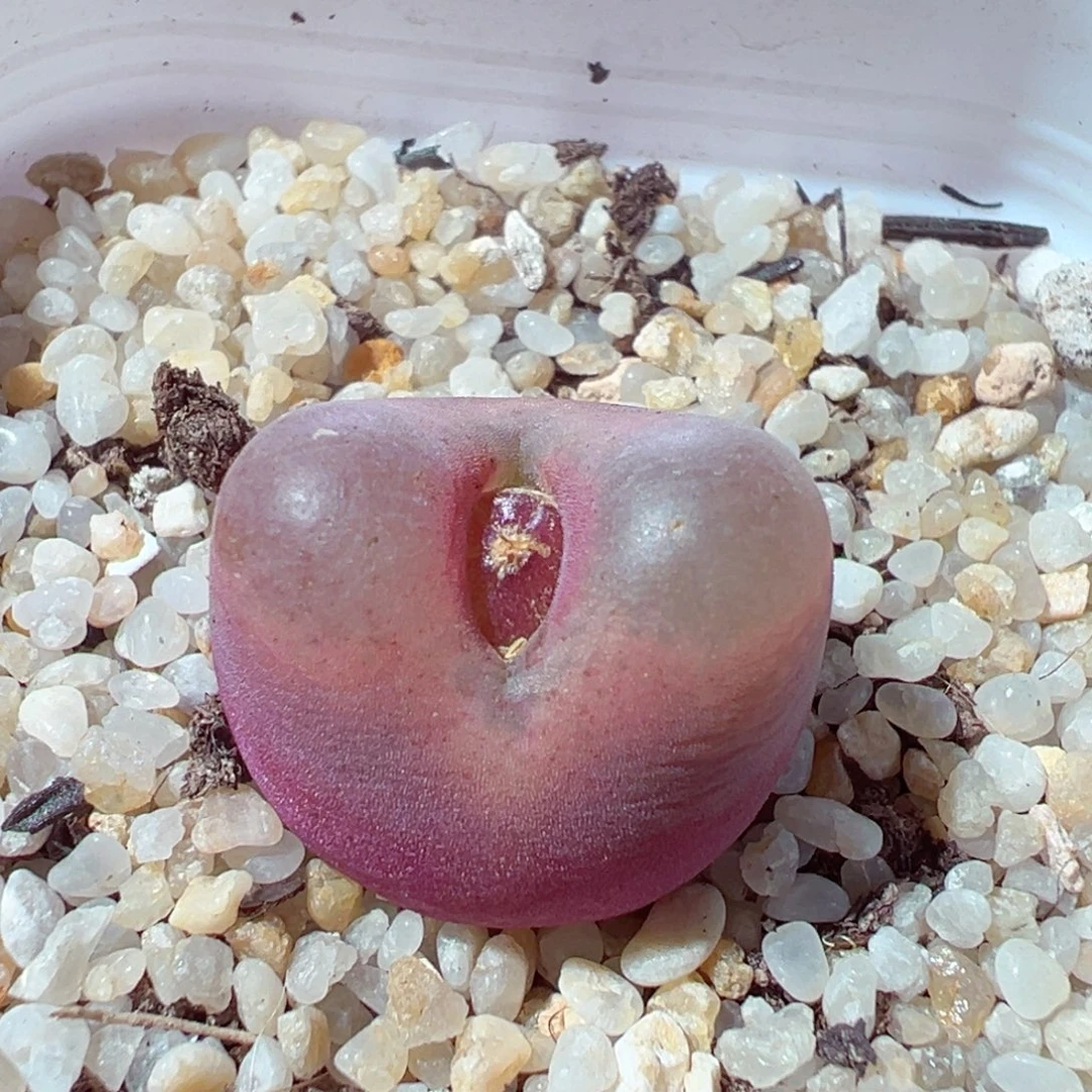 1231-577多肉多肉红毛