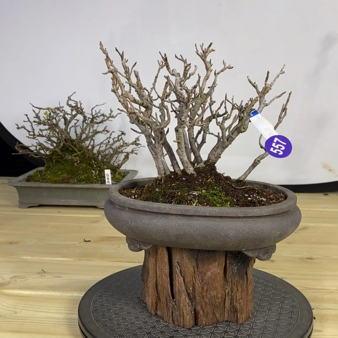 红陶墩****～红红火火过大年557