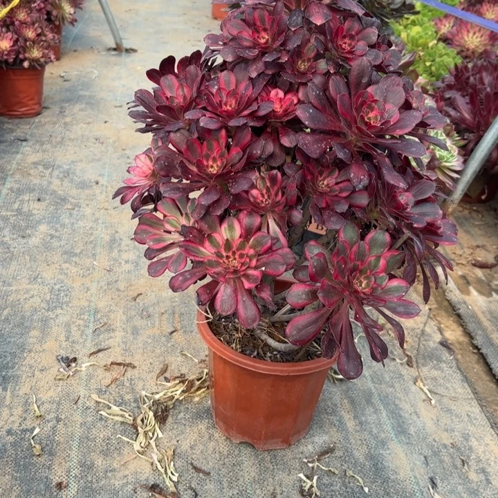 54丽娜多肉多肉多肉多肉