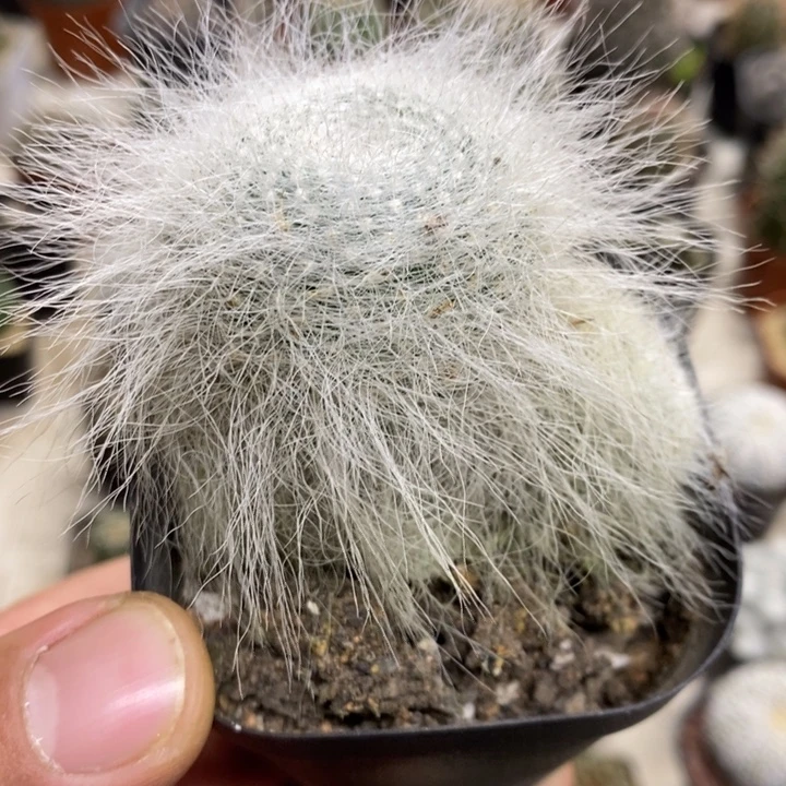 雪原玉翁特价福利