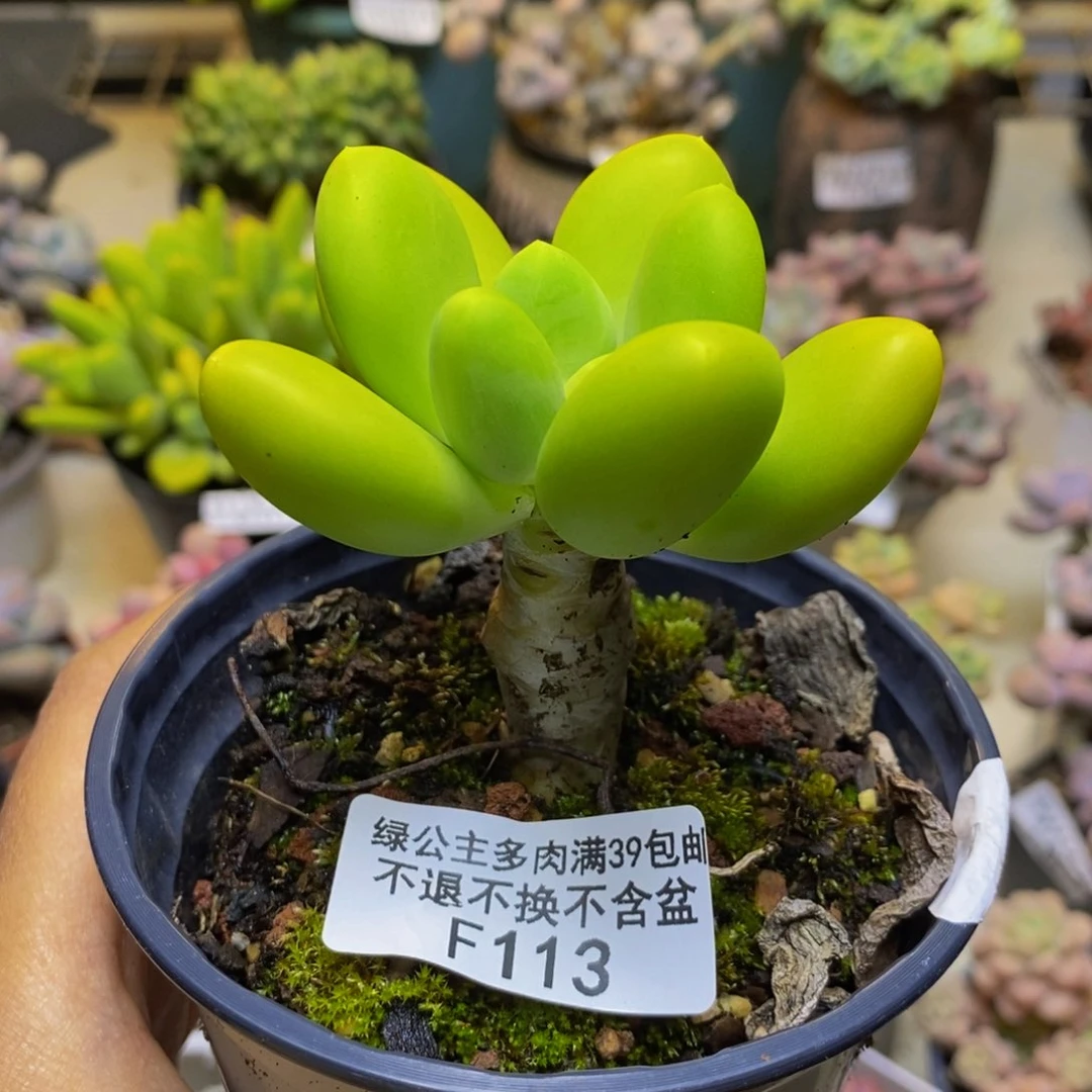 113金蟾芒果奶多肉5cm
