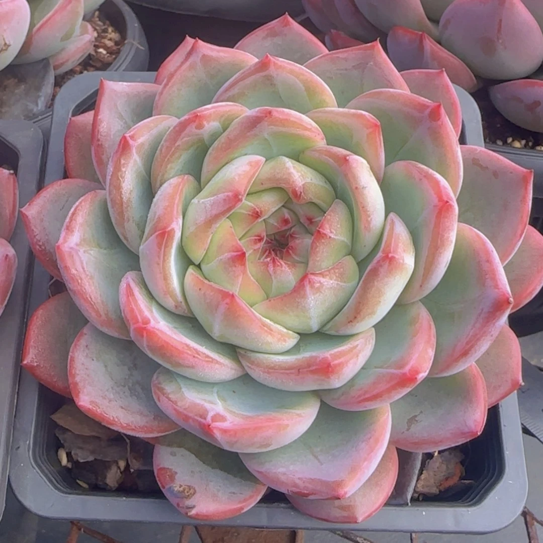 【闪购商品】胖体红鸾12.8