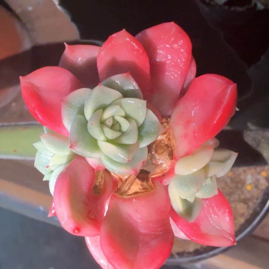 无花朵冰杂 侧牙价格