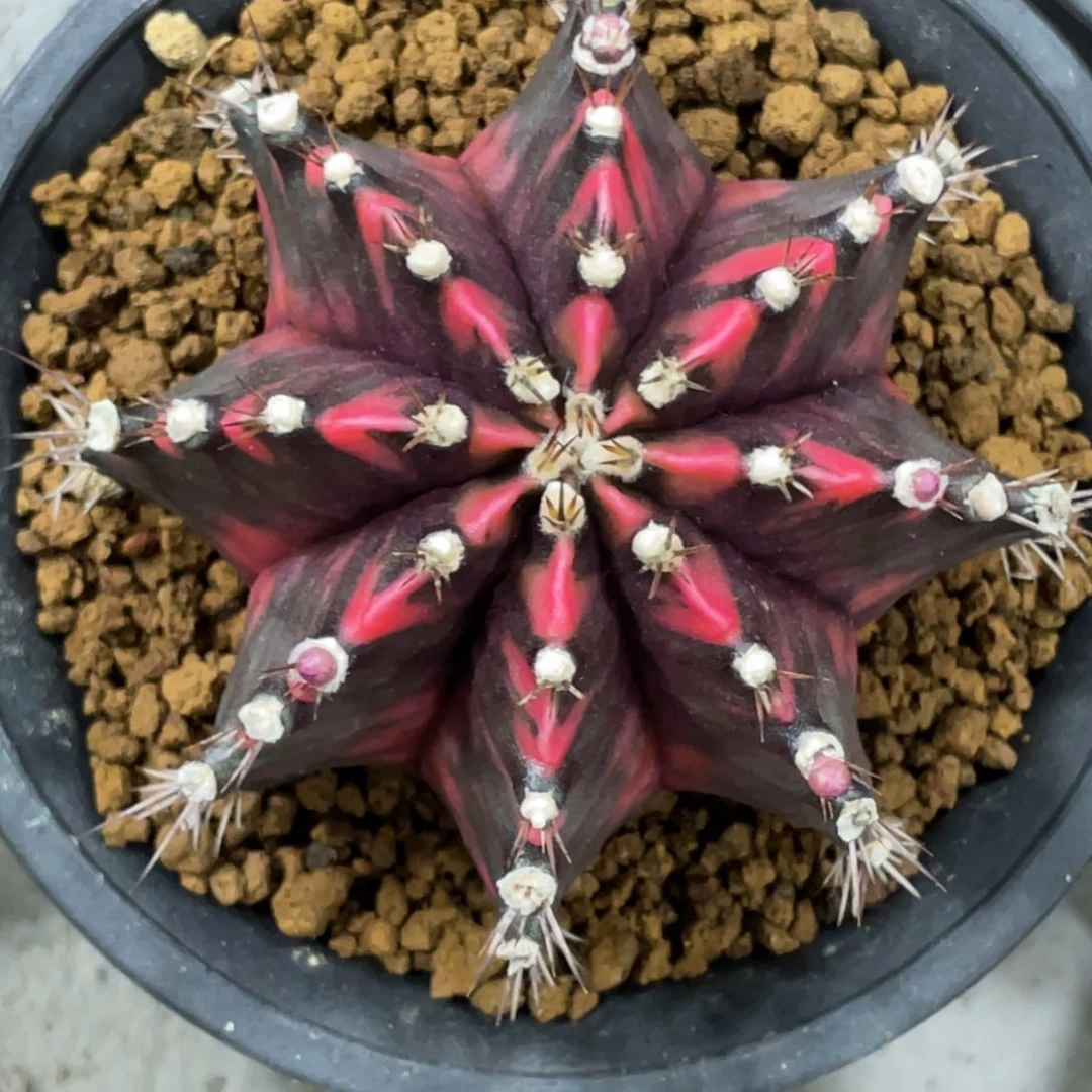 当前无花朵，栽培后可花朵高绒黑红虎斑