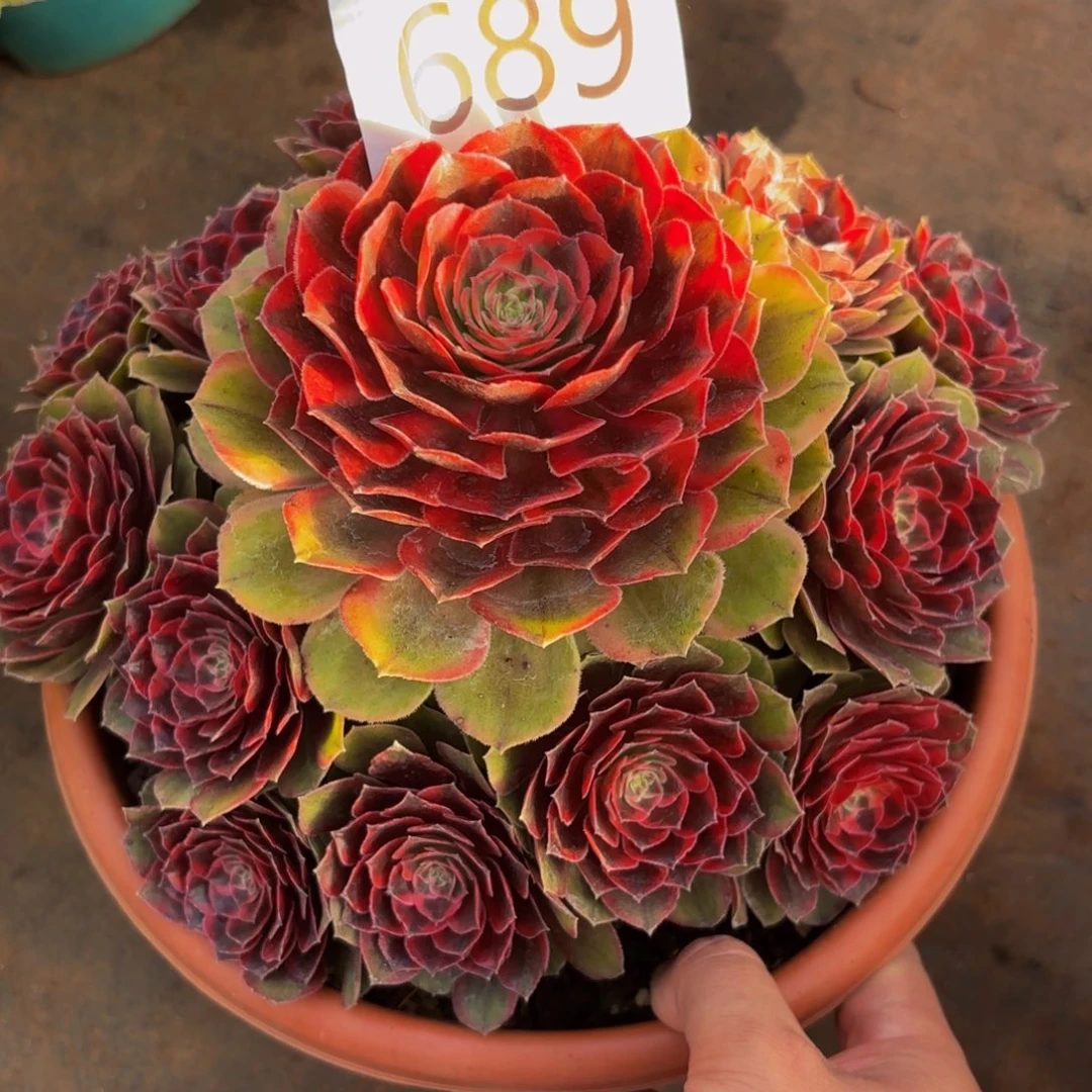 689多肉植物克拉恋人