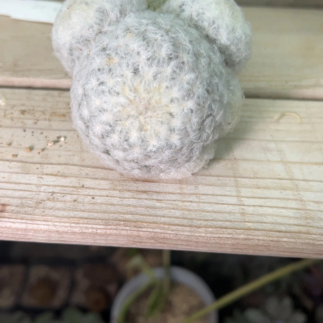 羽毛白星多肉植物