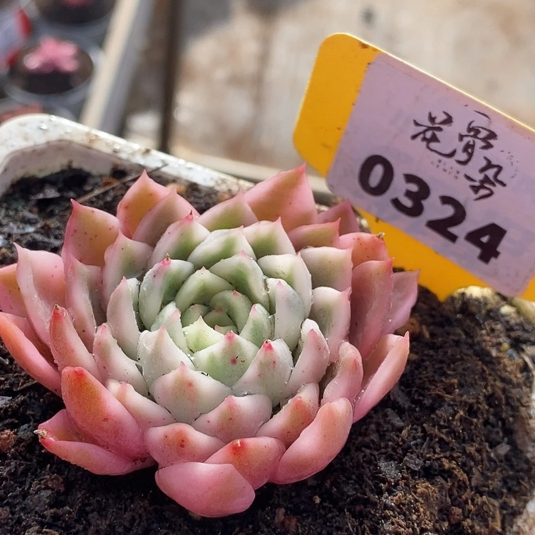 324长岛哈哈哈哈哈哈哈