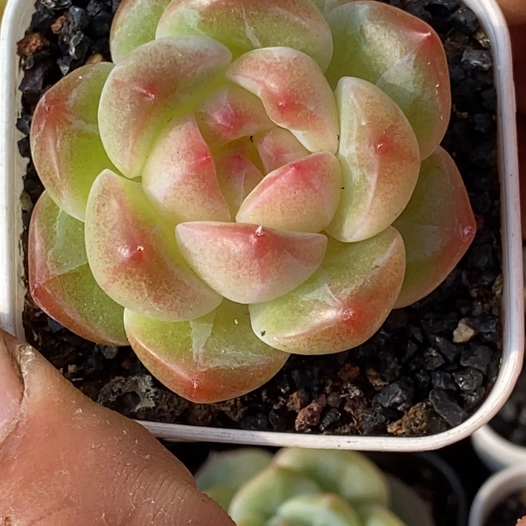 天官赐福百无禁忌