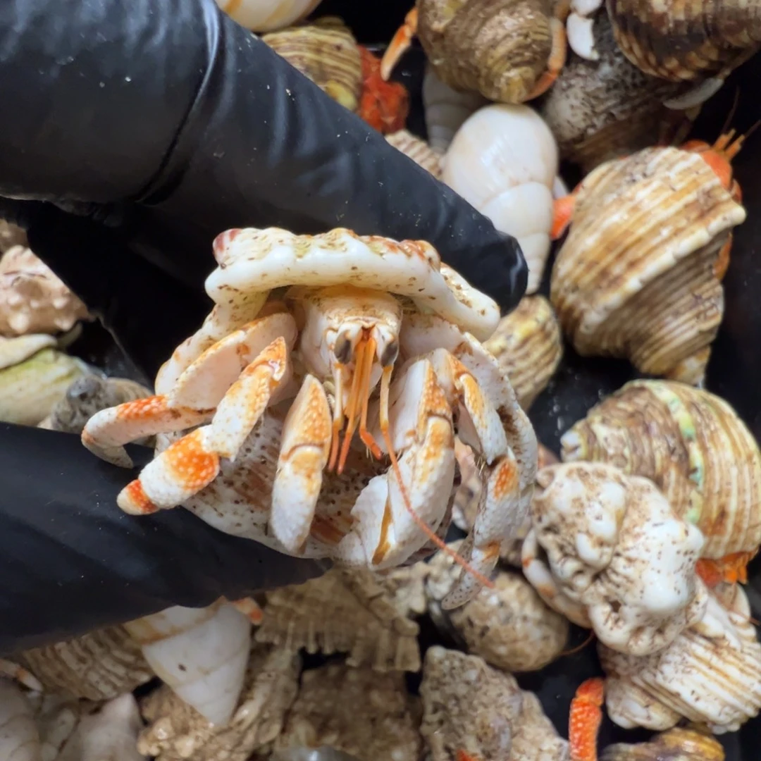 2.0口径白草白橘竹节