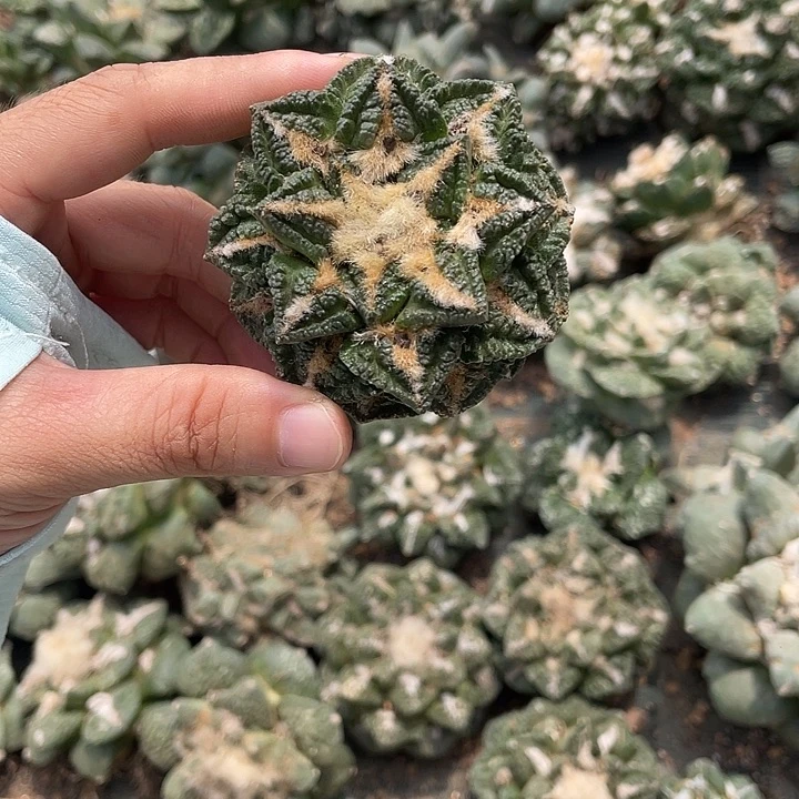 自根螺旋辛顿龟瑕疵特价